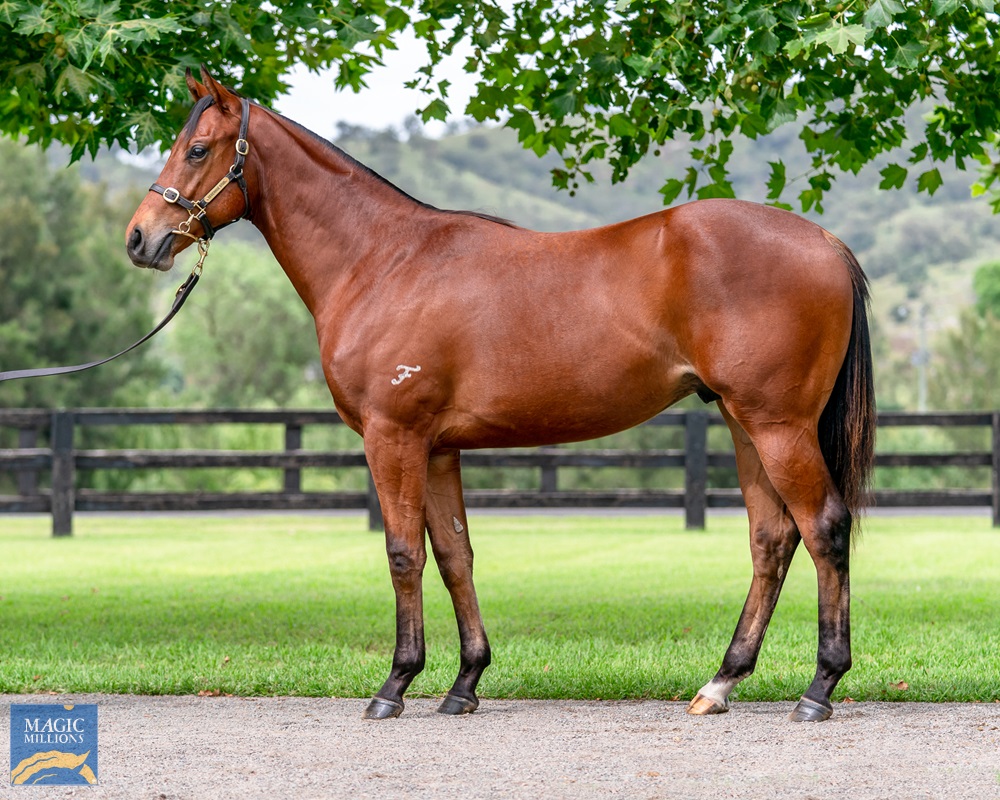 2021 Gold Coast Yearling Sale Lot 322 Kingman (GB) Florentina (AUS)